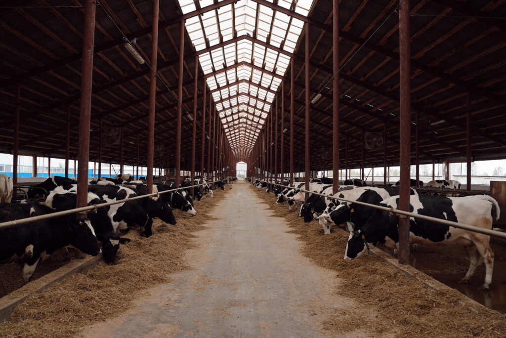 Робот подоит, ИИ посчитает, доярка приласкает: до чего дошел прогресс на фермах Татарстана