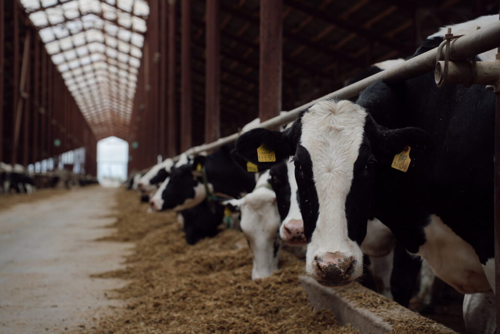 Робот подоит, ИИ посчитает, доярка приласкает: до чего дошел прогресс на фермах Татарстана