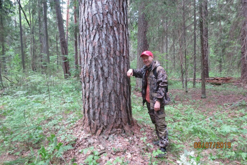 Царей пережили и нас переживут: вековые деревья в Татарстане с возрастом только крепчают