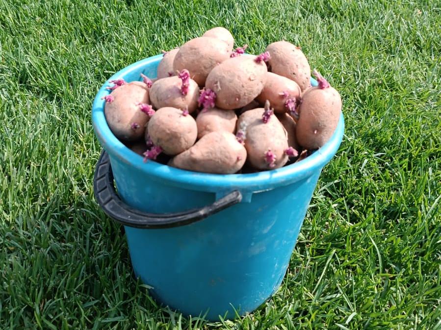 Ты стала украшением стола: картошка в Татарстане догнала по цене апельсины