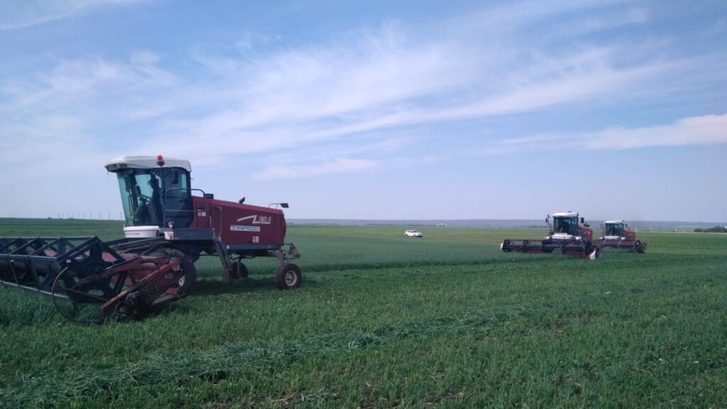 Скосить на пике питательности: в Татарстане идет заготовка кормов для зимовки скота