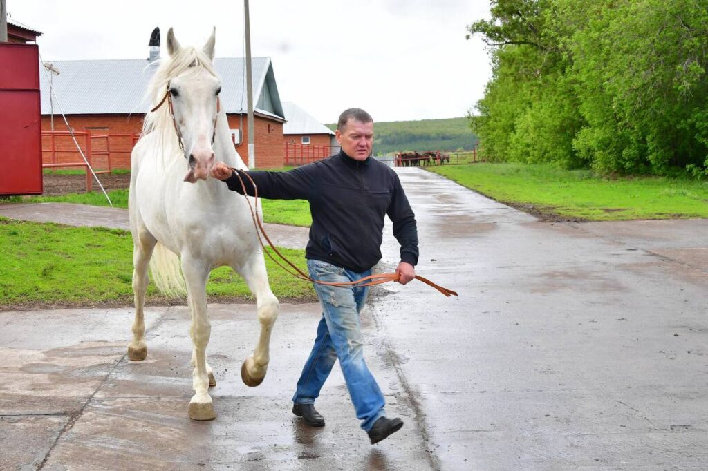 Минниханов посетил конный завод в Татарстане, поставляющий рысаков для полка Ким Чен Ына