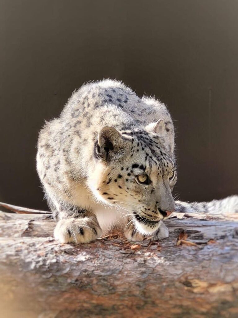 Минниханов: сегодня на Алтае день снежного барса