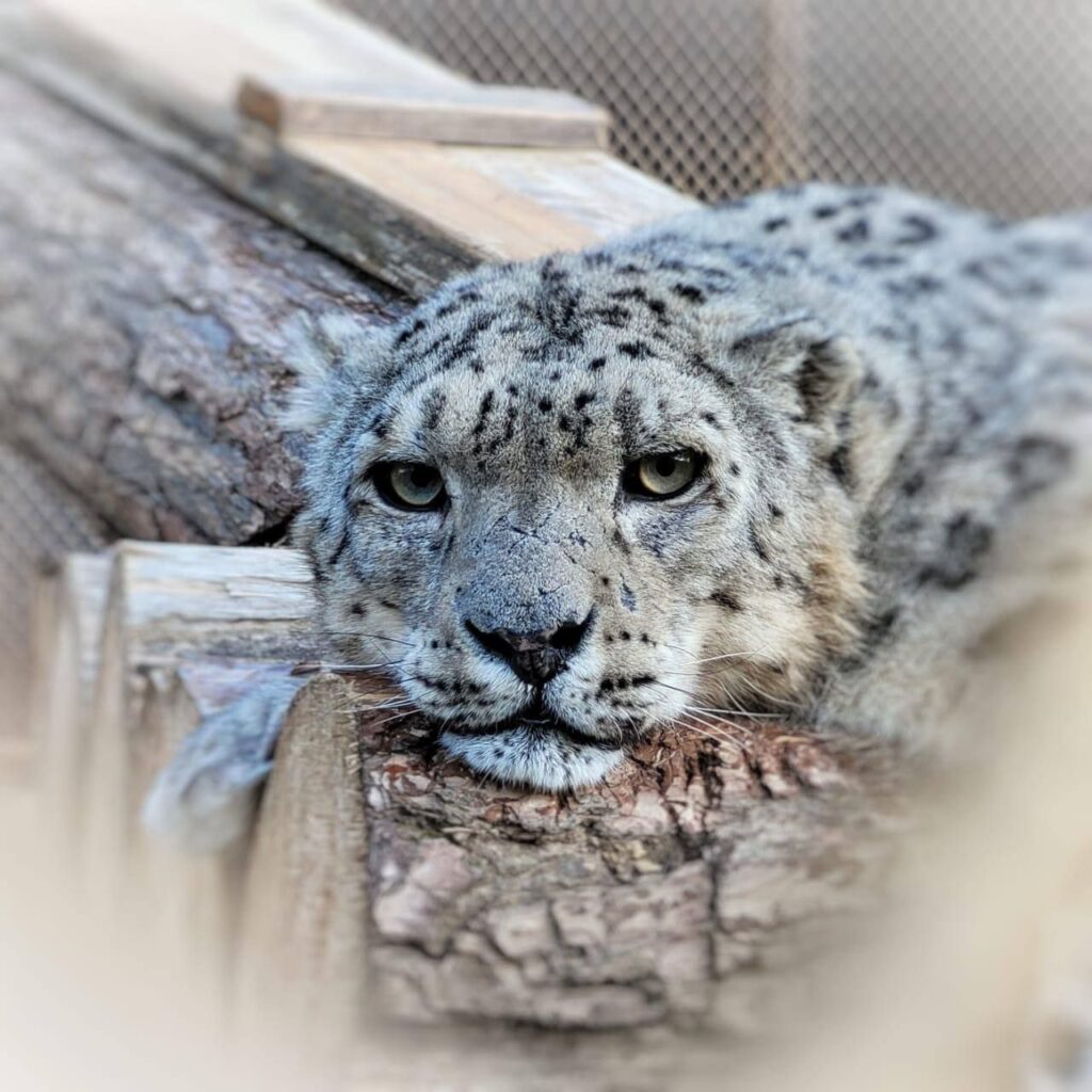 Минниханов: сегодня на Алтае день снежного барса