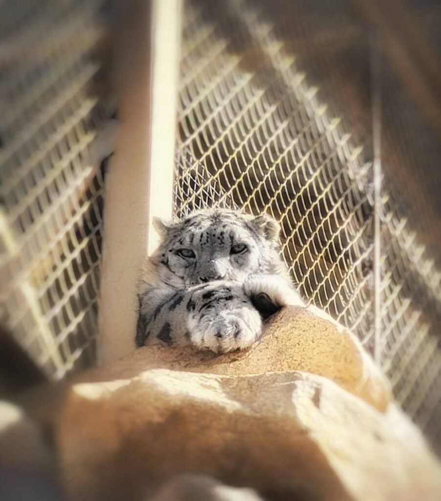 Минниханов: сегодня на Алтае день снежного барса