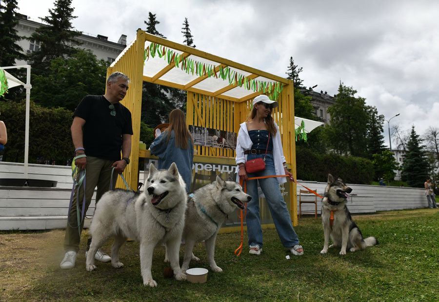 дог-френдли