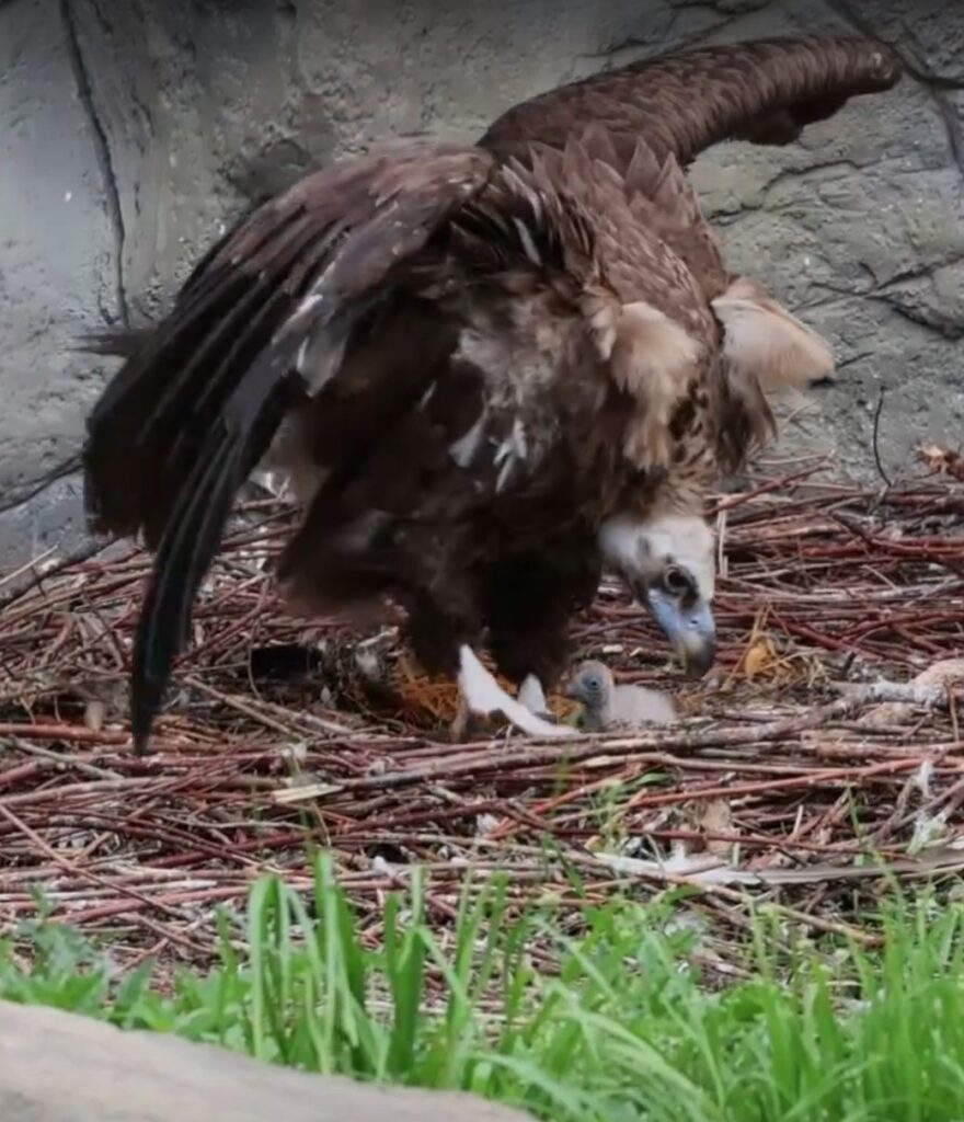 Птенец редкого белоголового сипа вылупился в Казанском зоопарке