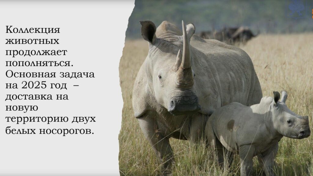 Два белых носорога могут появиться в Казанском зоопарке в 2025 году