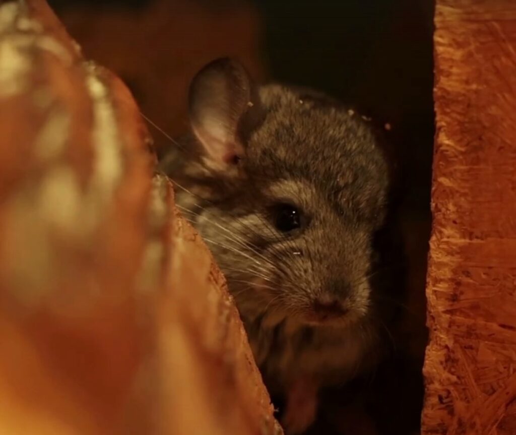 Детеныши шиншиллы появились в Казанском зоопарке