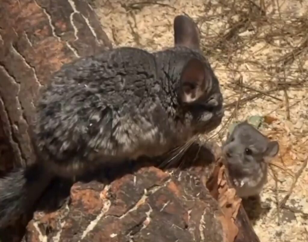 Детеныши шиншиллы появились в Казанском зоопарке
