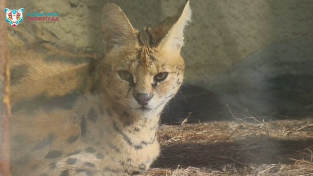 ФСК Регион взяла под опеку сервала Фиону в Казанском зоопарке