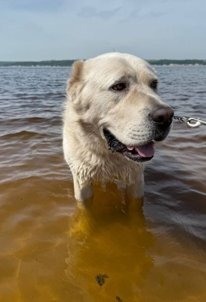 Минниханов опубликовал фото купающегося алабая Акдуса