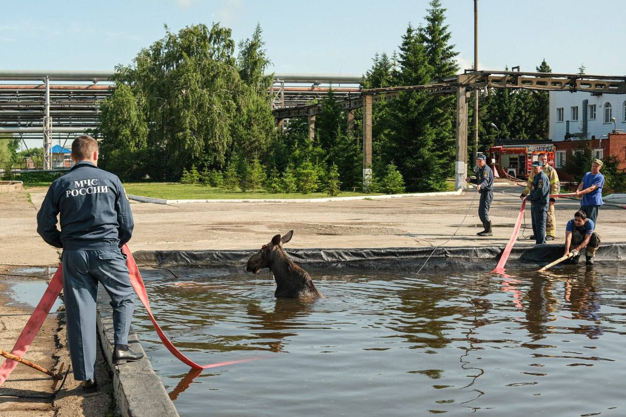 В Нижнекамске пожарные спасли молодого лося, упавшего в искусственный водоем
