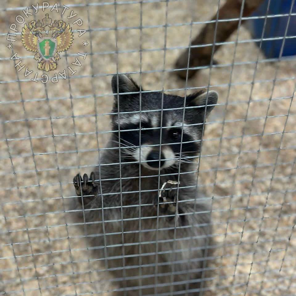 Хозяина контактного зоопарка в Нижнекамске привлекли к ответственности за нарушения