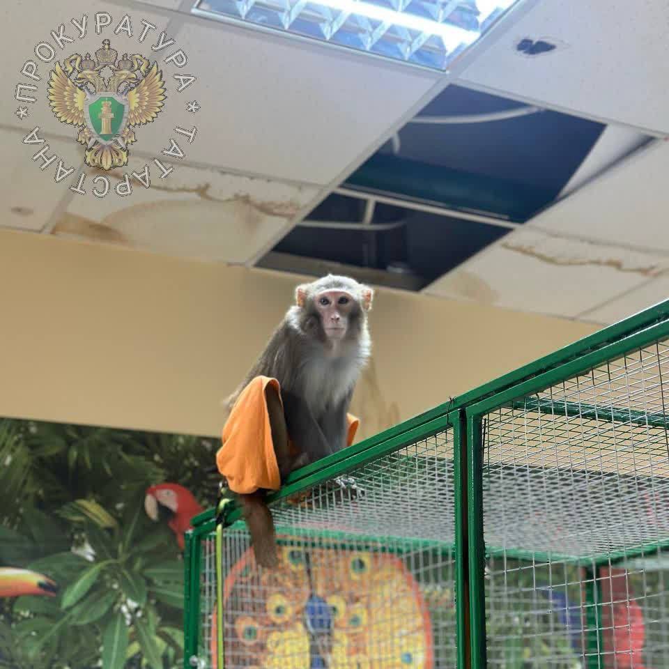 Хозяина контактного зоопарка в Нижнекамске привлекли к ответственности за нарушения