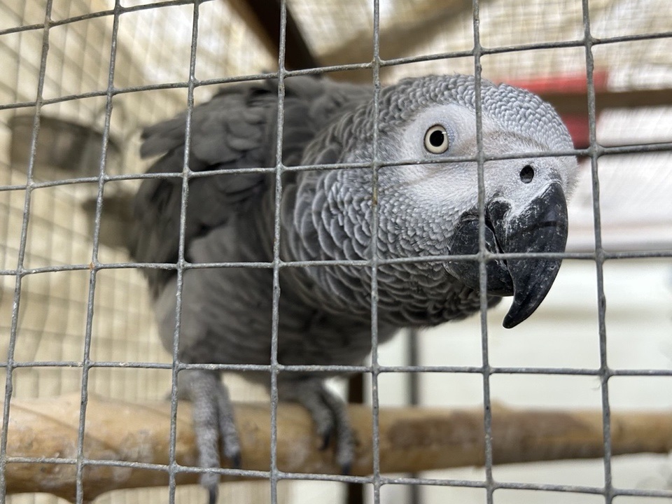 Восемь попугаев стоимостью в 1,6 млн рублей изъяты таможенниками в аэропорту Казани
