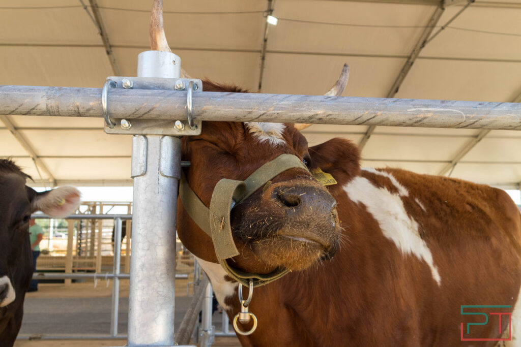 Доить не передоить: коров в Татарстане всё меньше, а молока – всё больше