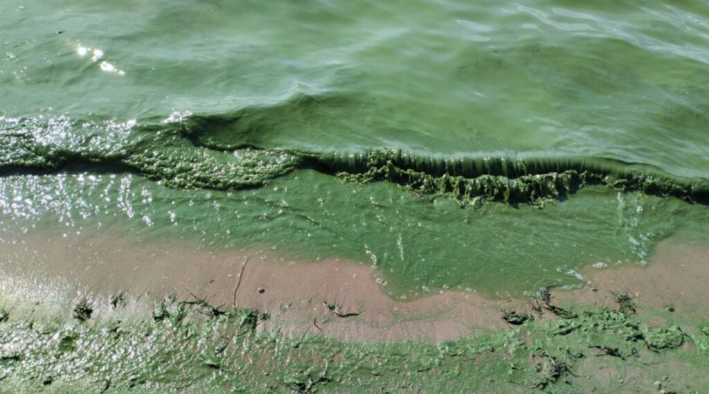 Цветет река Волга: жителям Татарстана не советуют купаться в зеленой воде