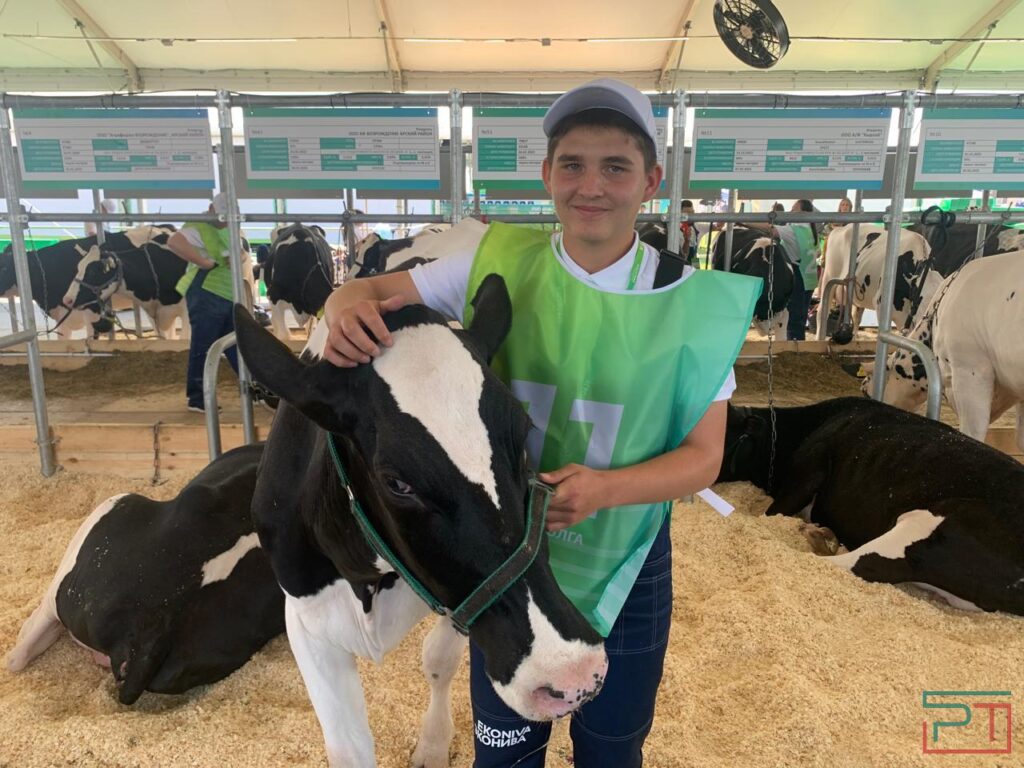 У них всё прекрасно – и рога, и копыта: в Татарстане выбрали самых красивых коров