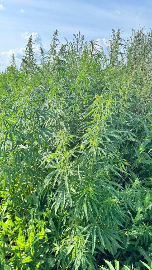 Полицейские Нижнекамска уничтожили крупный очаг дикорастущей конопли