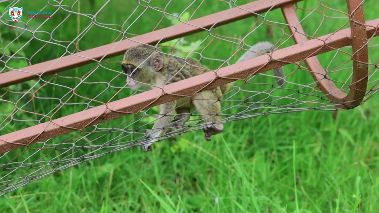 В семействе мартышек Бразза в зоопарке Казани родился детеныш