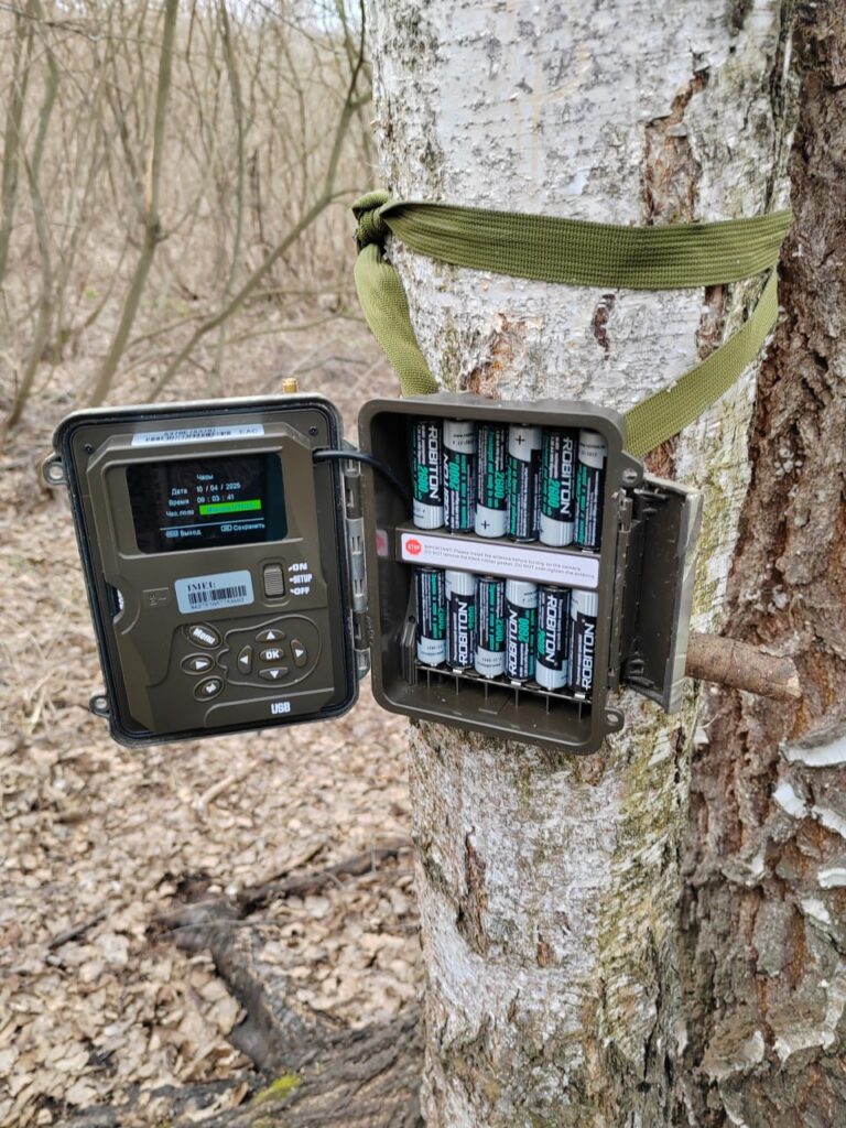 Не бежать, в глаза не смотреть: леса в Татарстане оккупируют медведи