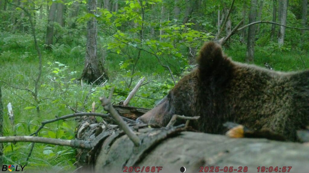 Не бежать, в глаза не смотреть: леса в Татарстане оккупируют медведи