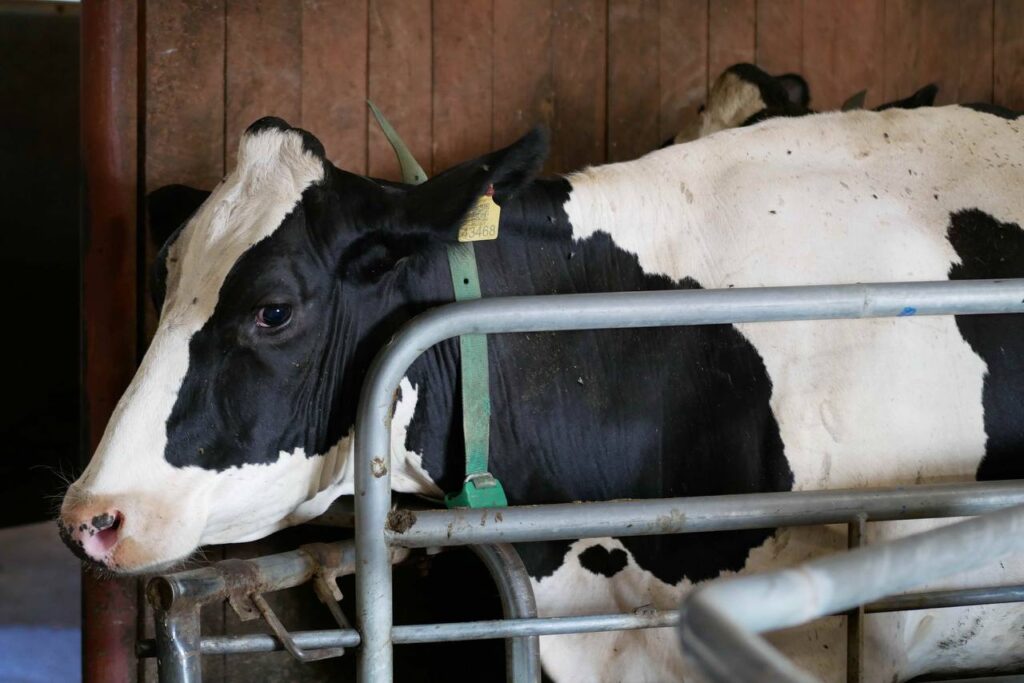 В Камском Устье тяжело с кормами, в Заинске – с надоями: представлен очередной рейтинг районов РТ