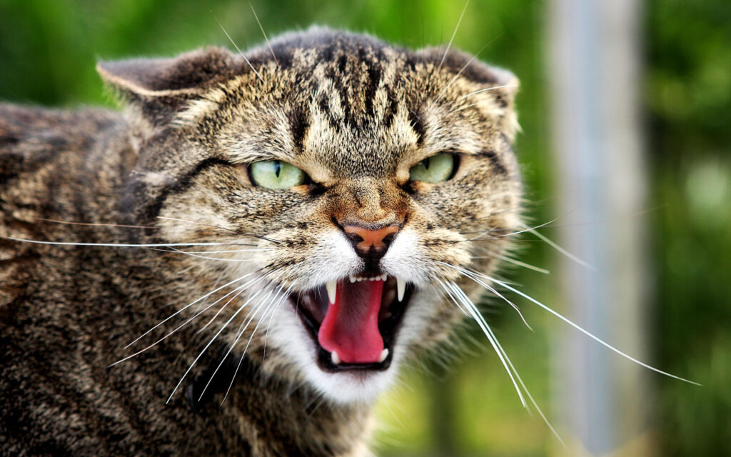 И кошка бывает кусачей: в Татарстане бешеные животные нападают на людей 