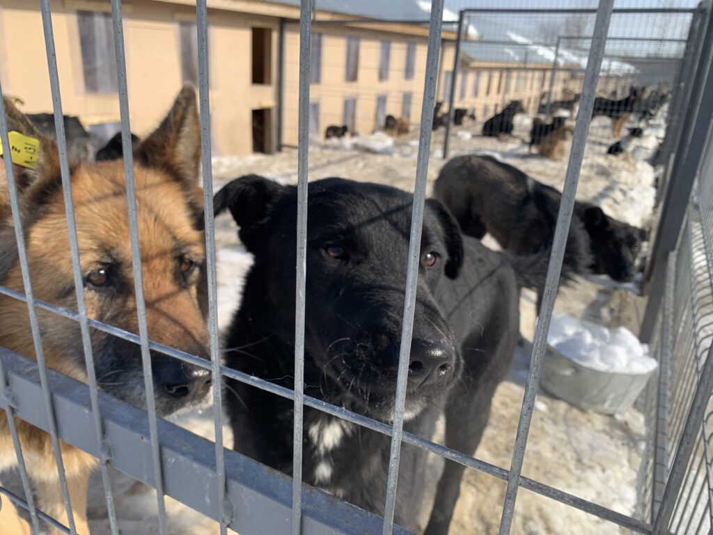 В РТ ужесточают правила содержания домашних животных - Республика Татарстан  | РТ Онлайн