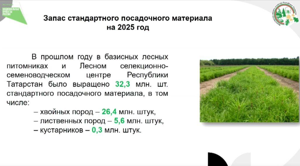 В 2025 году в Татарстане высадят лесов на площади 4,7 тысяч гектар